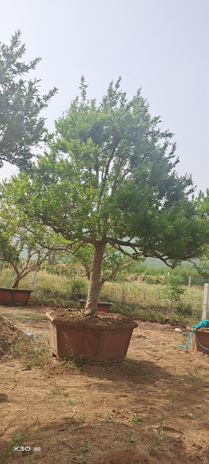 造型景观石榴树，规格齐全