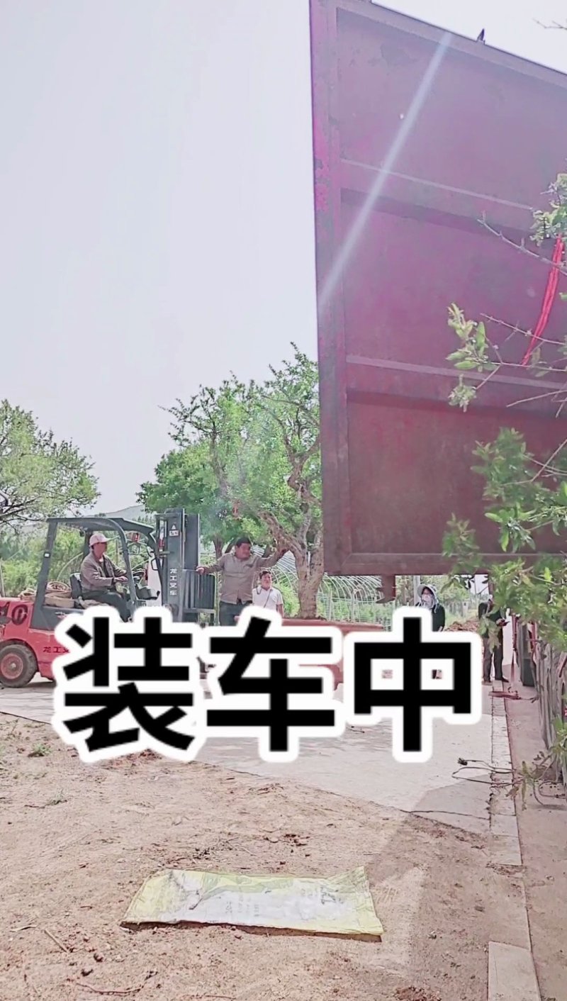 造型景观石榴树，规格齐全