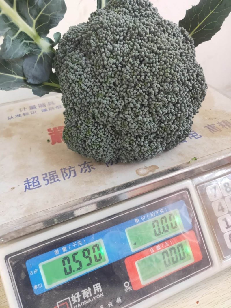 绿奇6号西蓝花种子耐热耐寒抗性强蕾粒匀花球圆绿