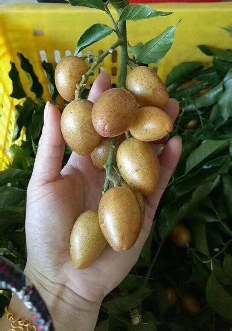 甘草黄皮干，2024新货德庆直发