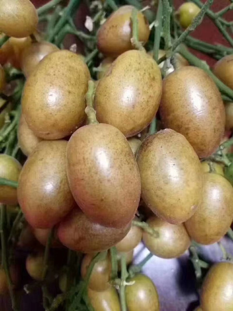 甘草黄皮干，2024新货德庆直发