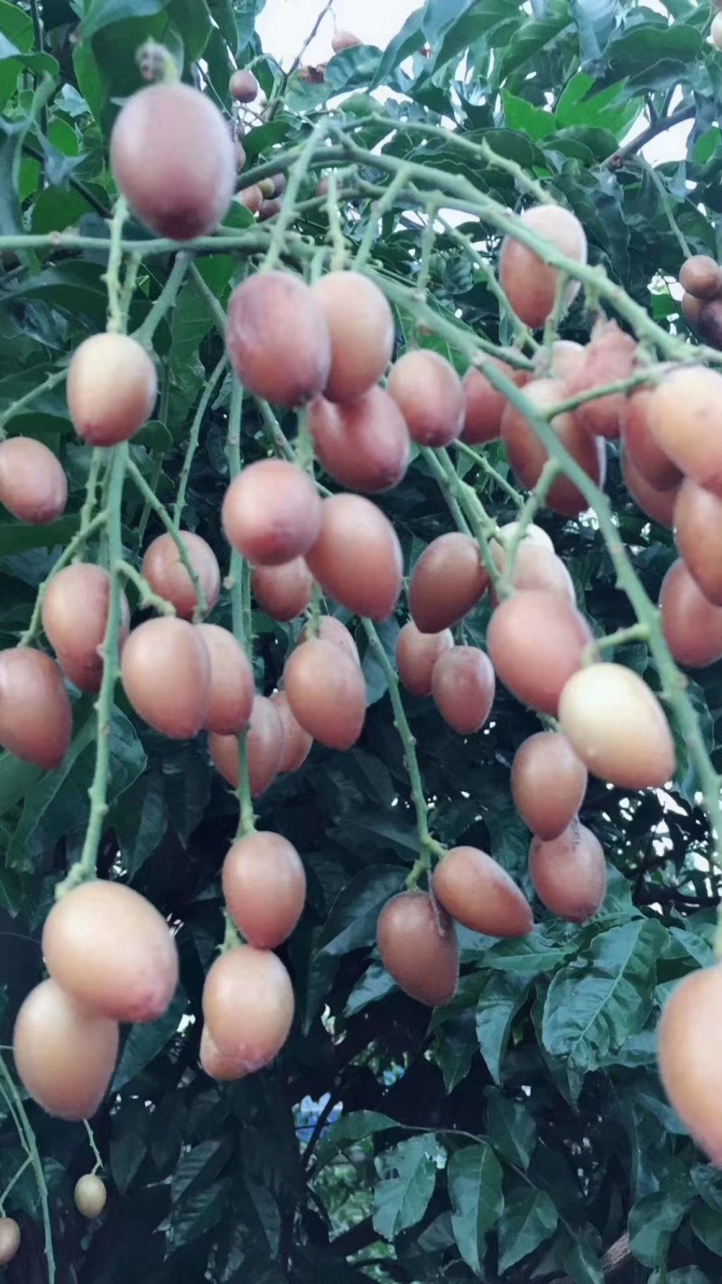 甘草黄皮干，2024新货德庆直发