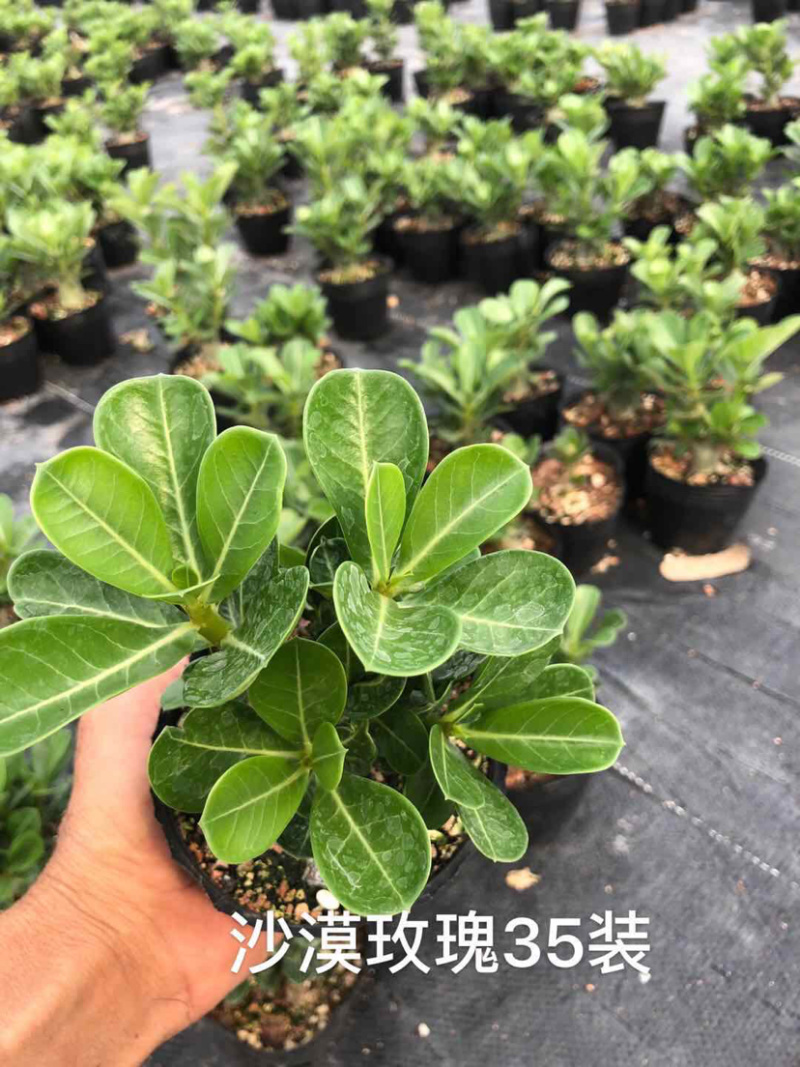 沙漠玫瑰沙漠玫瑰花卉盆栽优选品质基地直销