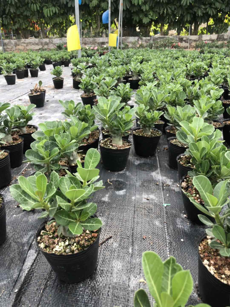 沙漠玫瑰沙漠玫瑰花卉盆栽优选品质基地直销