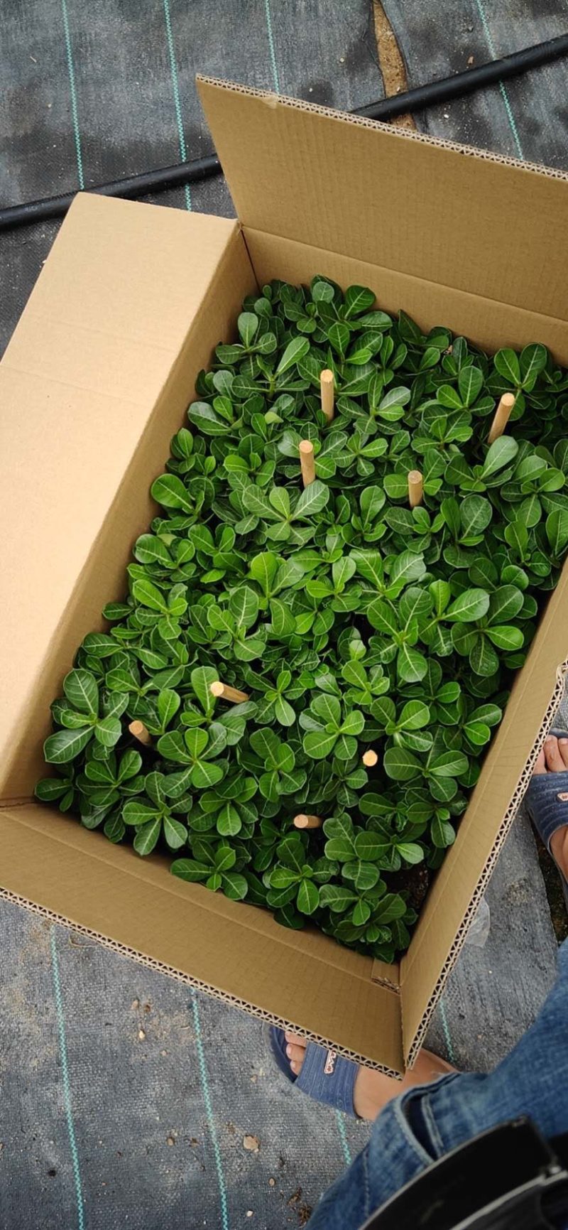沙漠玫瑰沙漠玫瑰花卉盆栽优选品质基地直销
