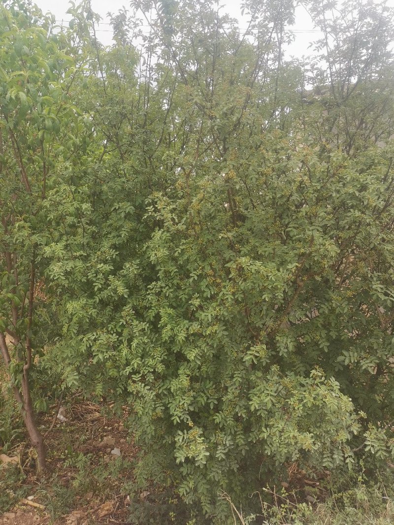 贵州花椒，量不大，都是去农户里现采，又麻又香