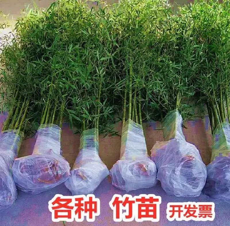 竹子苗庭院植物盆栽四季常青绿化黄金竹毛竹紫竹苗青竹苗金镶