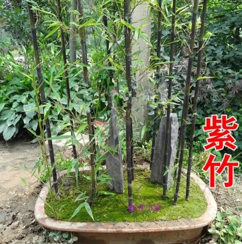 竹子苗庭院植物盆栽四季常青绿化黄金竹毛竹紫竹苗青竹苗金镶