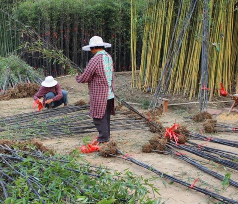 竹子苗庭院植物盆栽四季常青绿化黄金竹毛竹紫竹苗青竹苗金镶