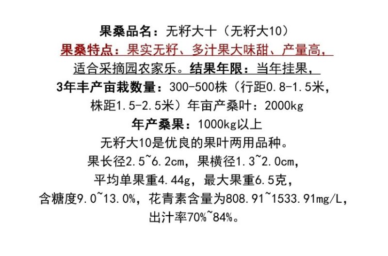 海宁果桑苗：无籽大十，青苗现挖现卖，产量高，纯真嫁接苗