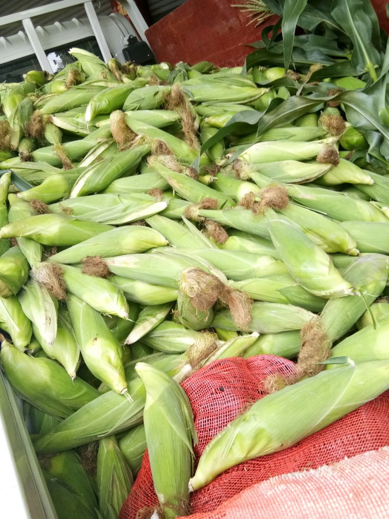 玉米（新鲜花玉米现货供应）