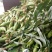 玉米（新鲜花玉米现货供应）