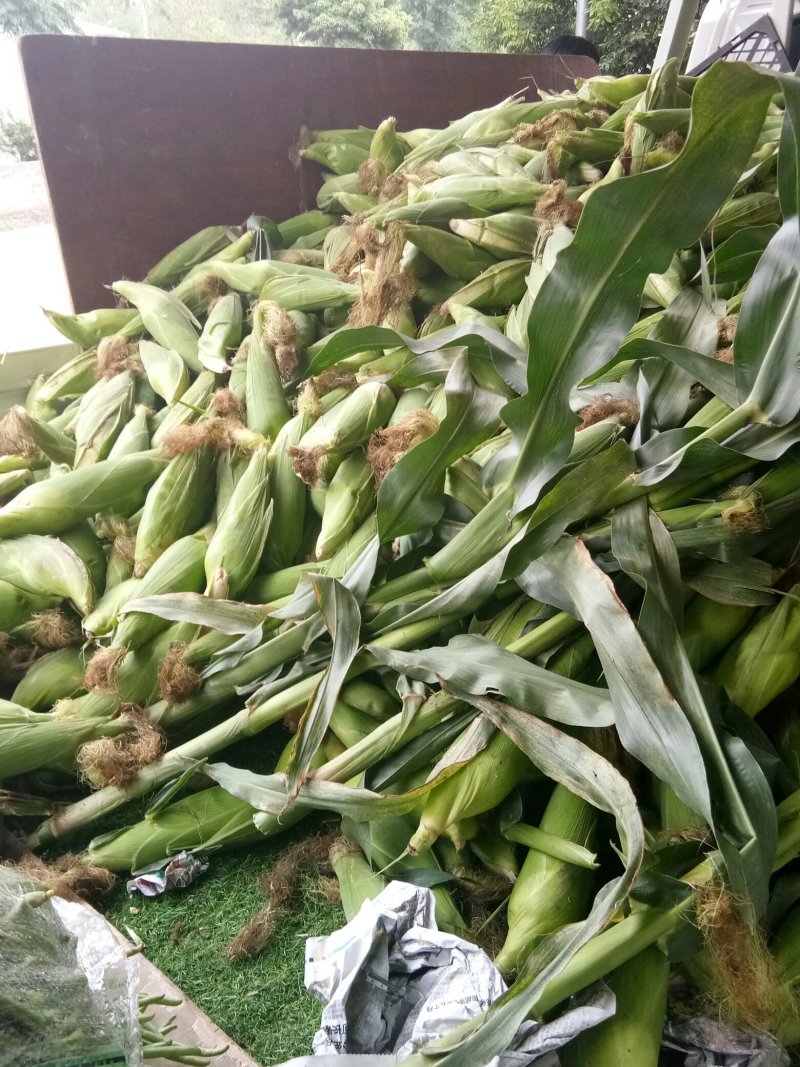玉米（新鲜花玉米现货供应）