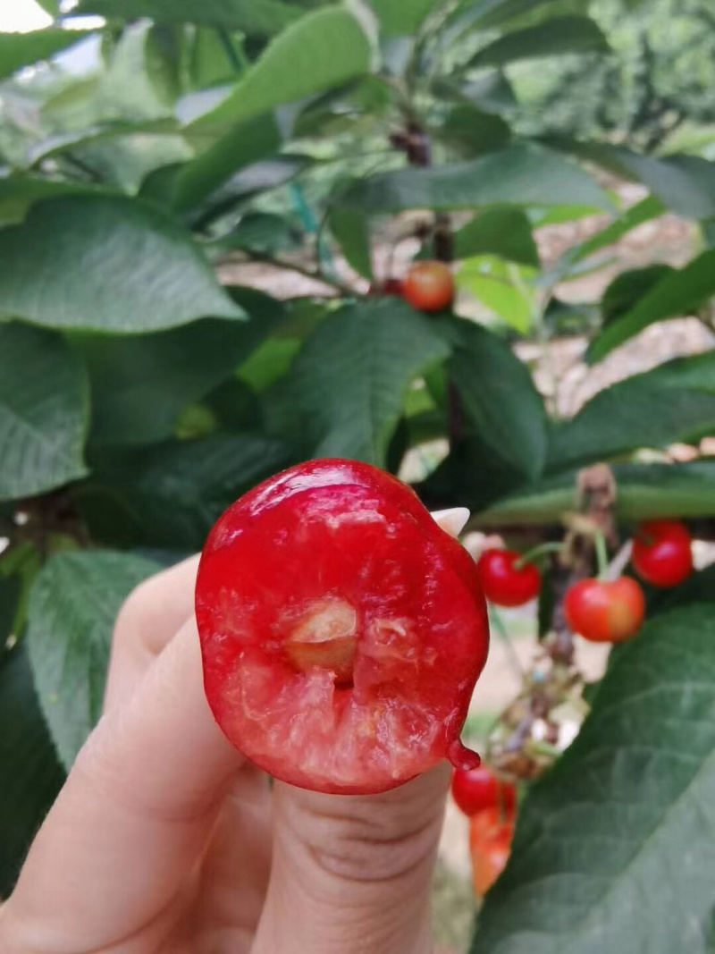 山东大樱桃美早布鲁克斯一件代发无痕发货