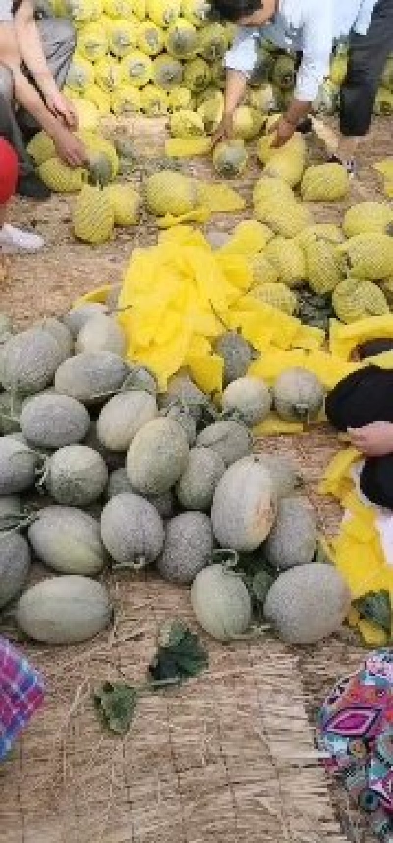 晓蜜25
