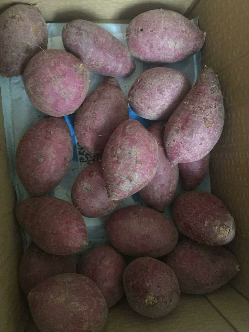 紫薯