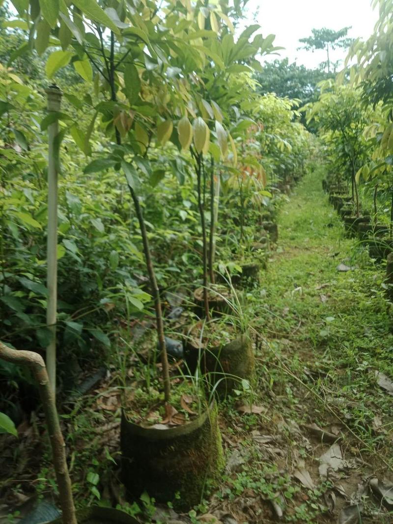 海南红豆苗(大杯苗，高1米~1.5米)