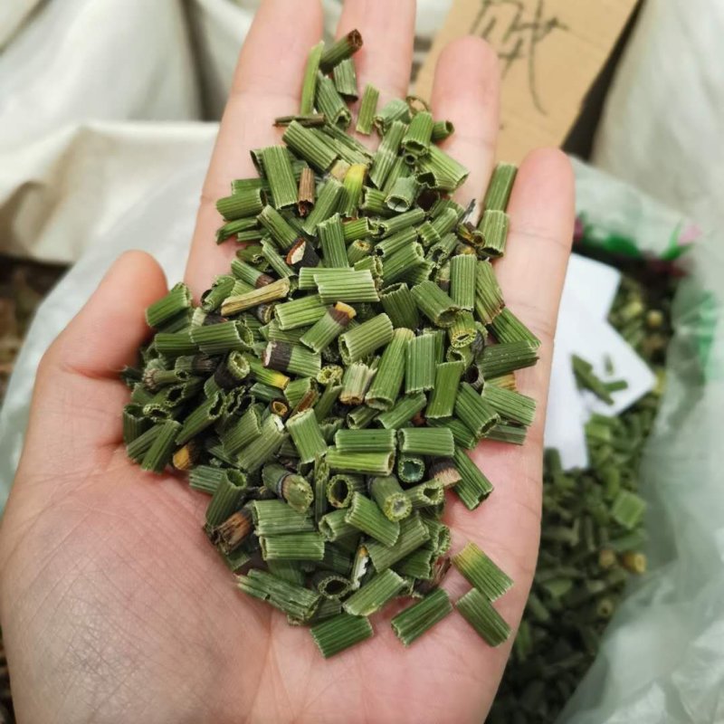 木贼节节草实图拍摄一手货源