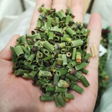木贼节节草实图拍摄一手货源