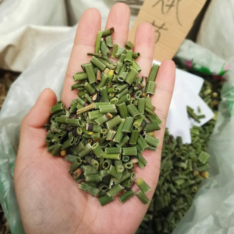 木贼节节草实图拍摄一手货源