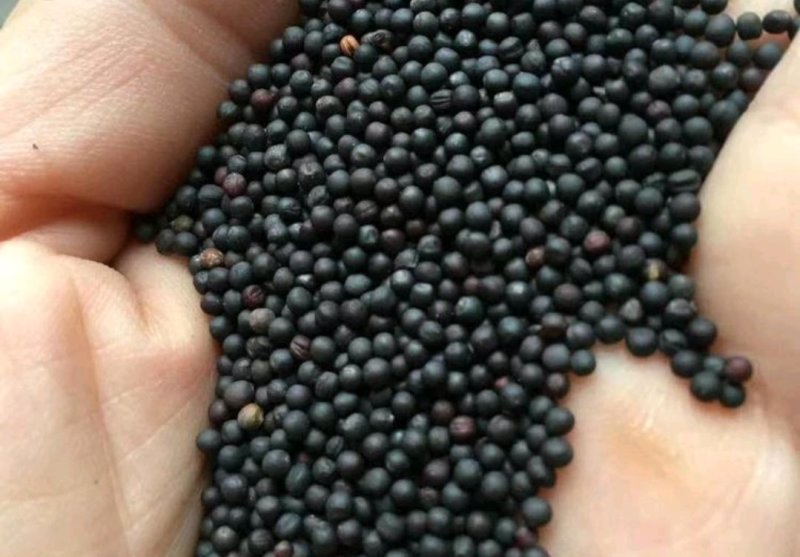 江西菜籽