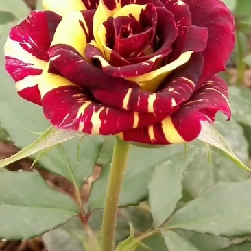 玫瑰花苗四季开花基地直销扦插裸根苗易种植