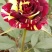 玫瑰花苗四季开花基地直销扦插裸根苗易种植