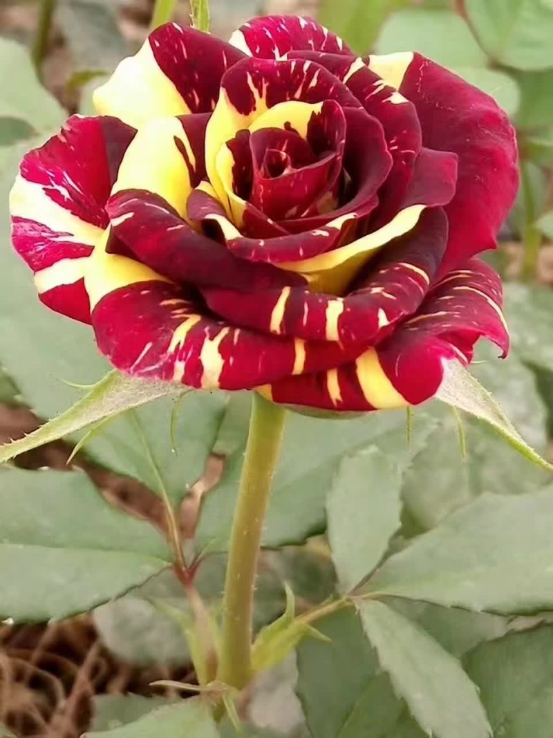 玫瑰花苗四季开花基地直销扦插裸根苗易种植