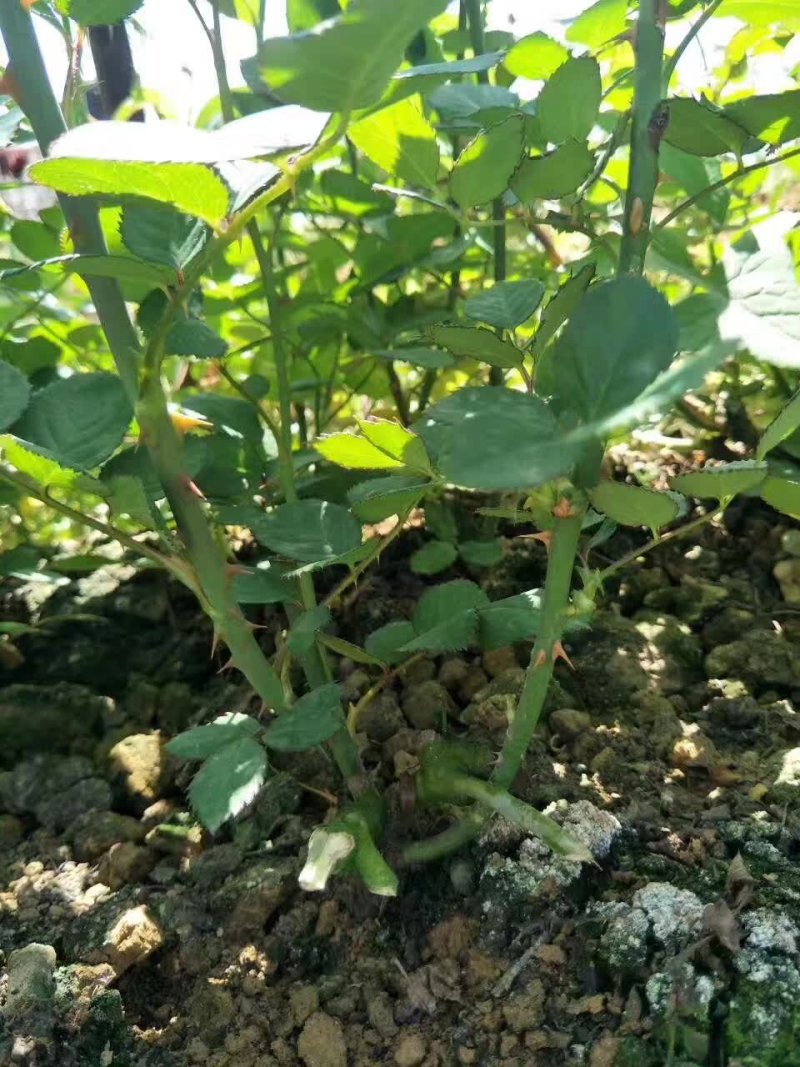 玫瑰花苗四季开花基地直销扦插裸根苗易种植