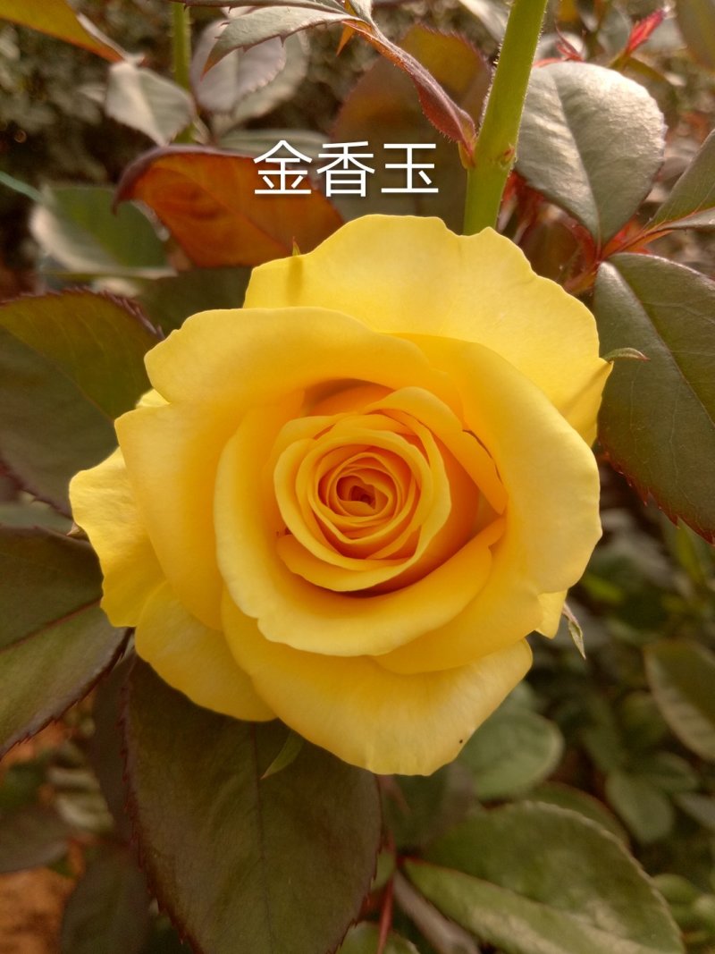 玫瑰花苗四季开花基地直销扦插裸根苗易种植