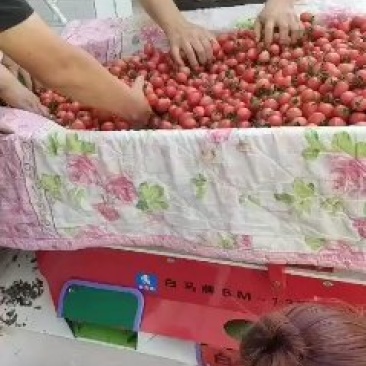 圣女果