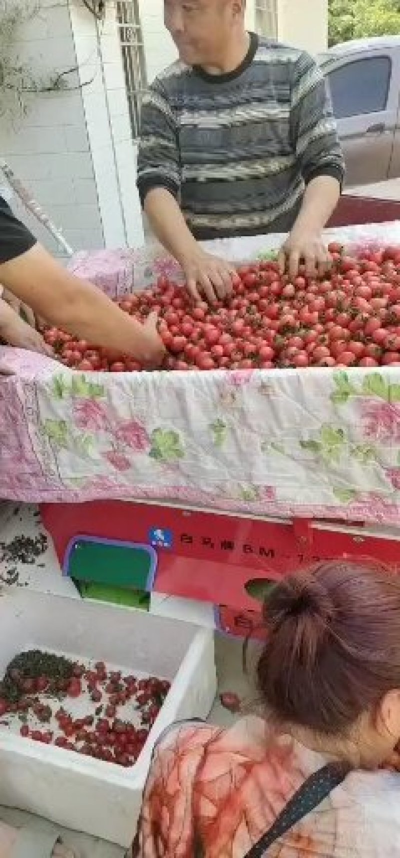 圣女果