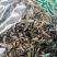 绣花针正品虎刺实物拍摄一公斤起包邮