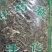 绣花针正品虎刺实物拍摄一公斤起包邮