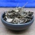 绣花针正品虎刺实物拍摄一公斤起包邮