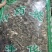 绣花针正品虎刺实物拍摄一公斤起包邮