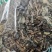 绣花针正品虎刺实物拍摄一公斤起包邮