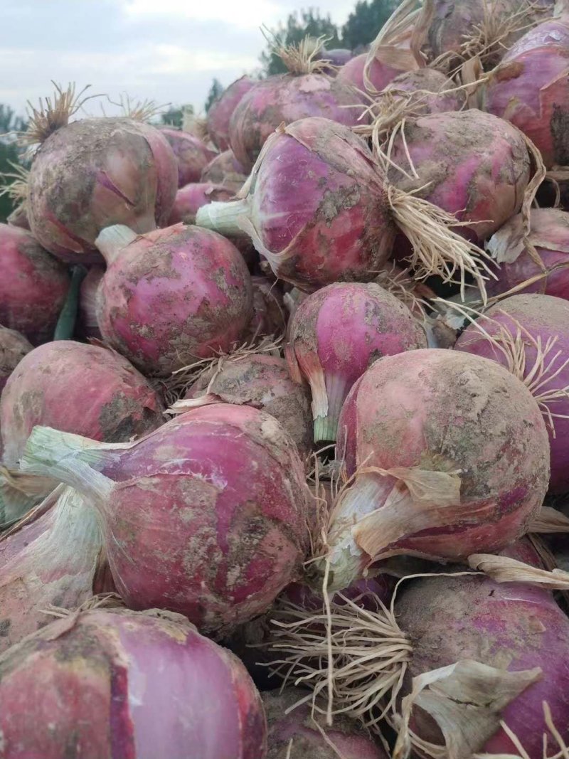红皮洋葱，扁圆，微辣，浅红色，无残留，商品价值高