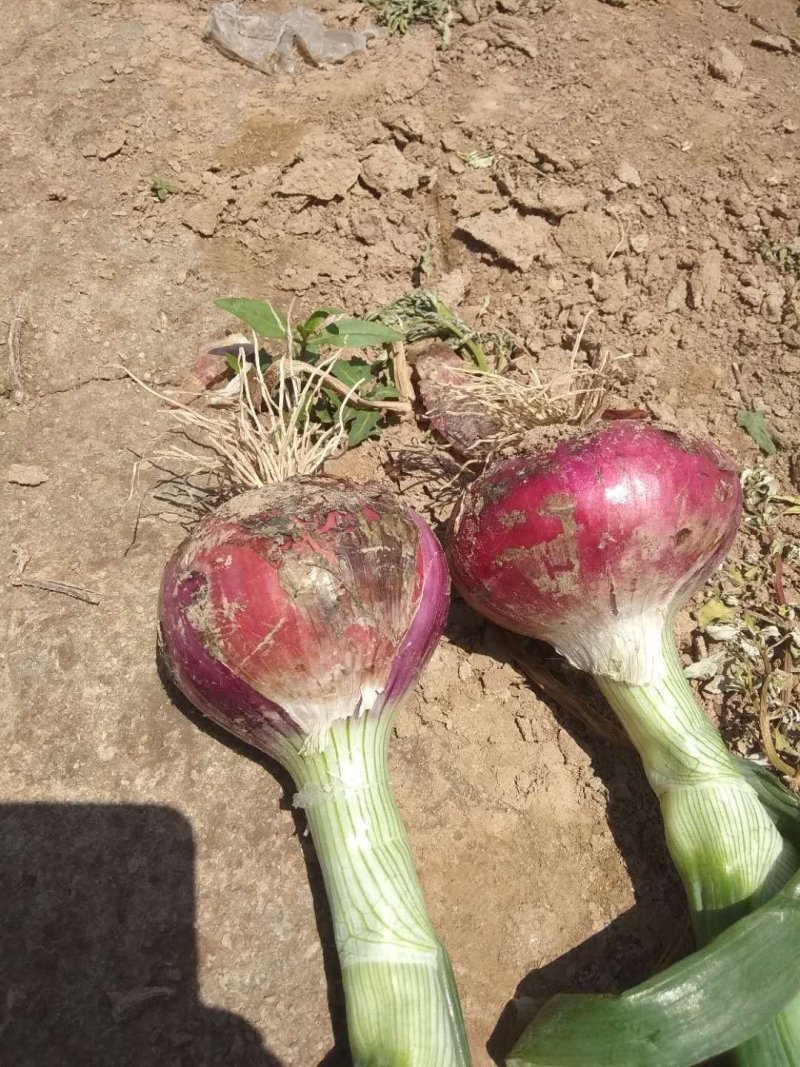 红皮洋葱，扁圆，微辣，浅红色，无残留，商品价值高