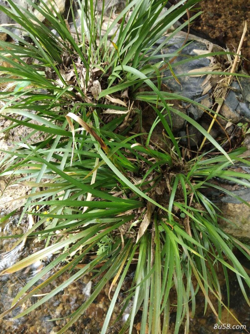 野生石菖蒲