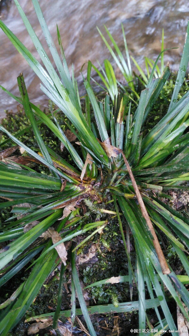 野生石菖蒲
