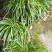 野生石菖蒲