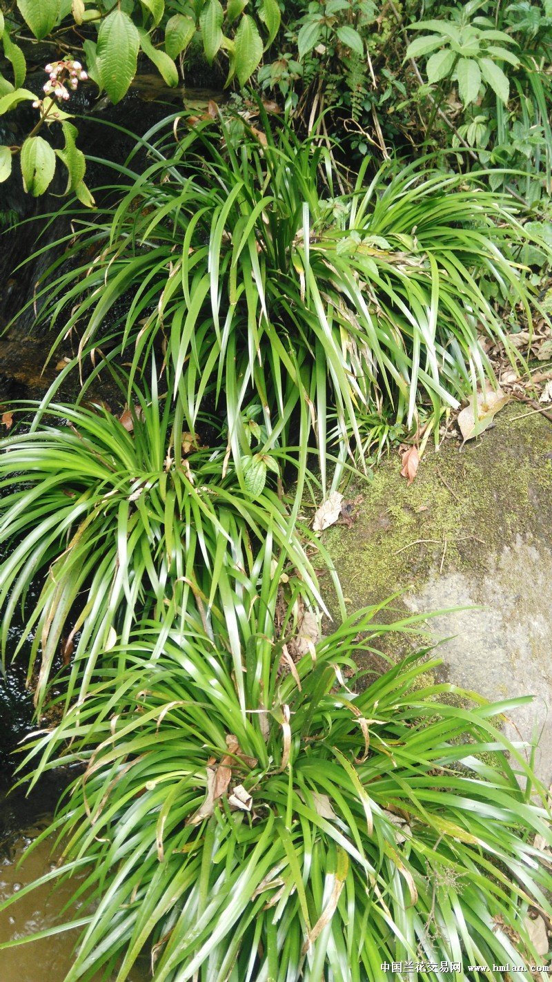 野生石菖蒲