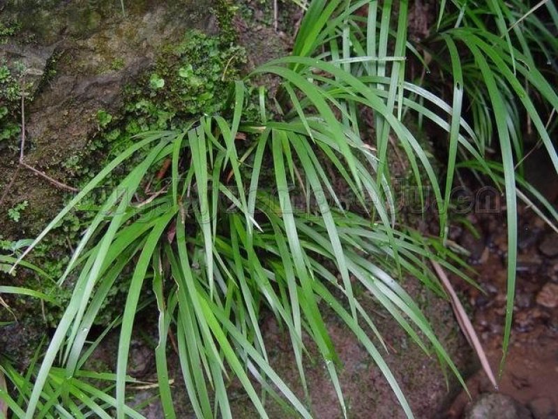 野生石菖蒲