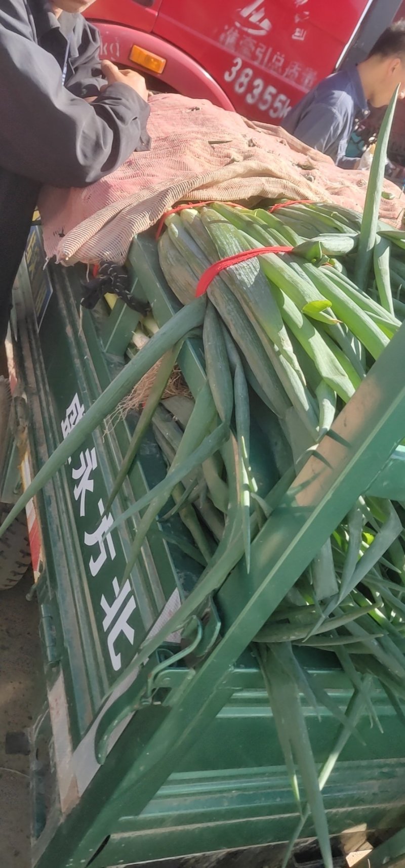 大葱净葱葱白40公分起步，精品钢葱大量供应