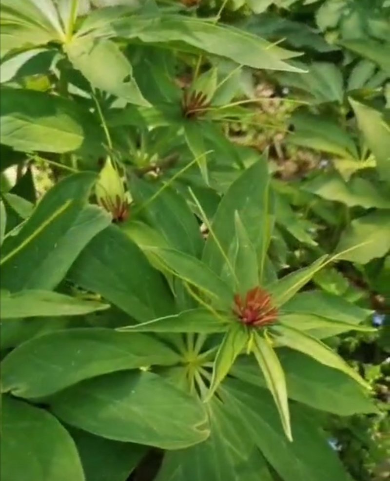 大别山野生重楼，七叶一枝花，高含量，品质保证大量有货