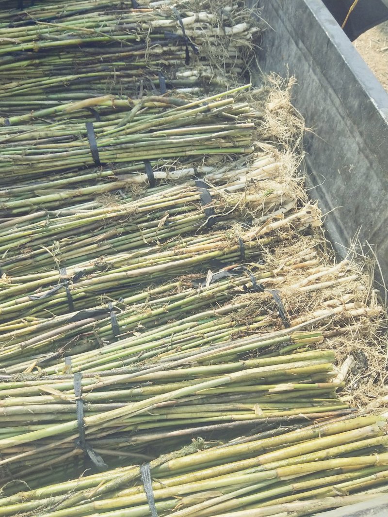 芦苇