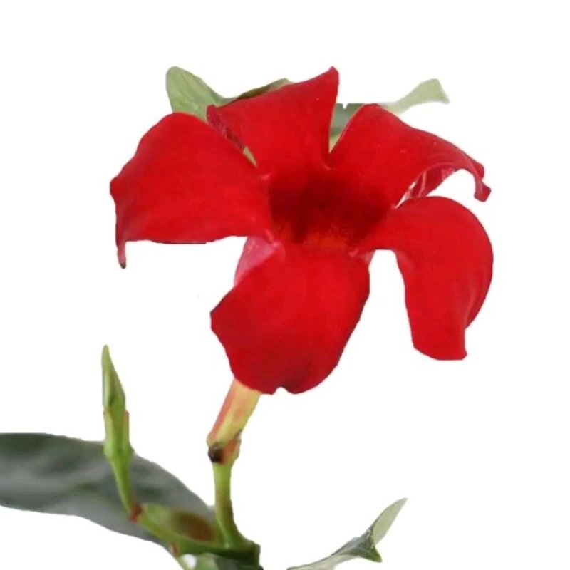 开花神器飘香藤攀爬藤花植物花卉盆栽双喜藤庭院爬藤四季开