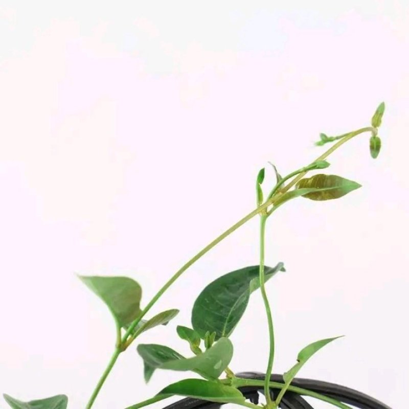 开花神器飘香藤攀爬藤花植物花卉盆栽双喜藤庭院爬藤四季开