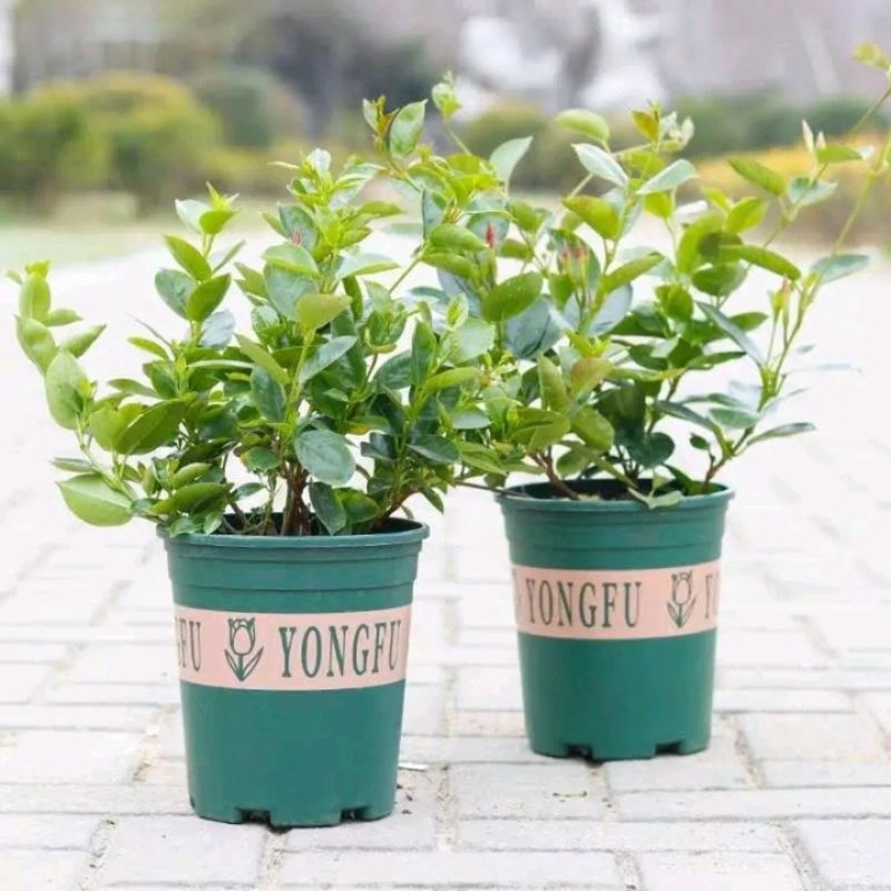 开花神器飘香藤攀爬藤花植物花卉盆栽双喜藤庭院爬藤四季开
